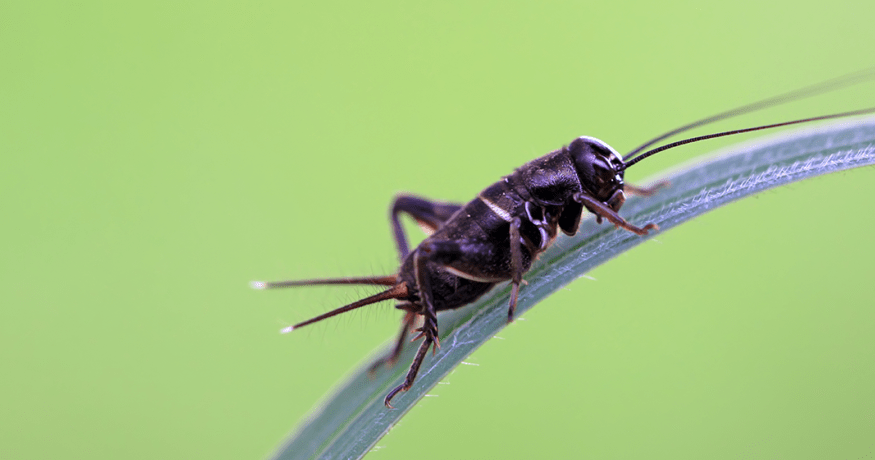 An image of a cricket